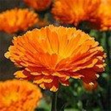 Calendula Officinalis Extract  